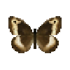 butterfly-dead-rockgraylingmale