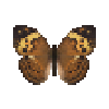 butterfly-dead-rustic