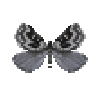butterfly-dead-sagebrushgirdlemoth