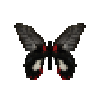 butterfly-dead-scarletmormonfemale