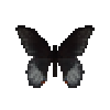butterfly-dead-scarletmormonmale