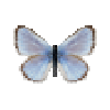 butterfly-dead-silverybluemale