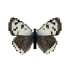butterfly-dead-smallcopperabschmidtiifemale