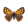 butterfly-dead-smallcoppermale