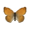 butterfly-dead-smallheathfemale