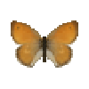 butterfly-dead-smallheathmale