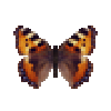 butterfly-dead-smalltortoiseshell
