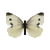 butterfly-dead-smallwhitefemale