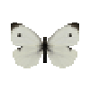 butterfly-dead-smallwhitemale