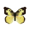 butterfly-dead-southerndogfacemale