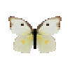 butterfly-dead-southerndogfacewhitefemale