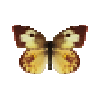 butterfly-dead-southerndogfaceyellowfemale