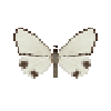 butterfly-dead-thalainachionoptila