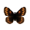 butterfly-dead-theanoalpinemale