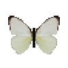 butterfly-dead-tropicalwhitedryseasonfemale