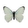 butterfly-dead-tropicalwhitemale