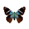 butterfly-dead-twobarredflasher