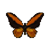 butterfly-dead-wallacesgoldenbirdwingmale