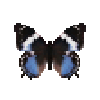 butterfly-dead-westernbluecharaxesfemale