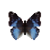 butterfly-dead-westernbluecharaxesmale