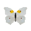butterfly-dead-whiteangledsulphurmale