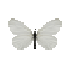 butterfly-dead-woodwhitefemale