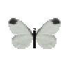 butterfly-dead-woodwhitemale
