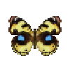 butterfly-dead-yellowpansyfemale