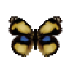 butterfly-dead-yellowpansymale