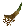 cattailroot