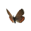 creature-butterfly-acmonbluefemale