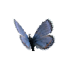 creature-butterfly-acmonbluemale