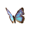 creature-butterfly-aegamorphobluefemale