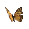 creature-butterfly-aegamorphobrownfemale