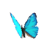 creature-butterfly-aegamorphomale