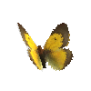 creature-butterfly-africancloudedyellowmale
