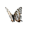 creature-butterfly-africanmapwing