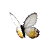 creature-butterfly-amberphantom