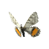 creature-butterfly-apollobutterflyfemale