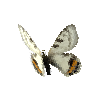 creature-butterfly-apollobutterflymale