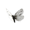 creature-butterfly-arcticwhitefemale