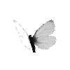 creature-butterfly-arcticwhitemale