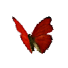 creature-butterfly-bloodredglidermale