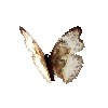 creature-butterfly-bloodredgliderpalefemale