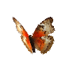 creature-butterfly-bloodredgliderredfemale