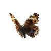 creature-butterfly-bluepansyfemale