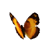 creature-butterfly-borderedrusticfemale