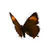 creature-butterfly-brownhairstreakfemale