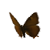 creature-butterfly-brownhairstreakmale