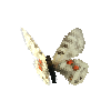 creature-butterfly-cardinalapollofemale